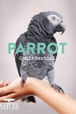 Parrot Confidential 2013 Subtitle Indonesia